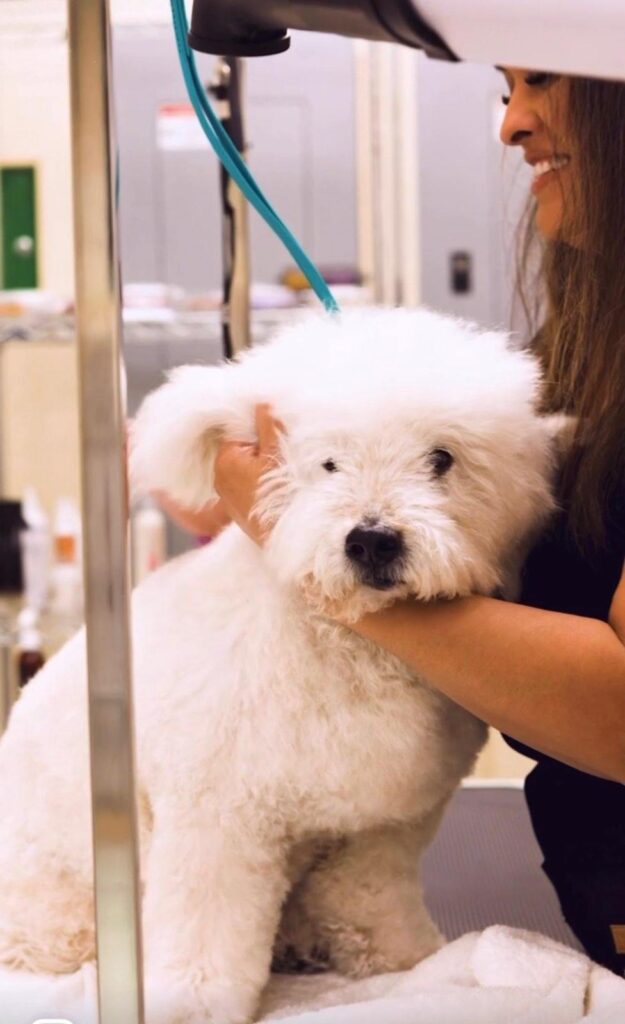 dog Grooming san diego