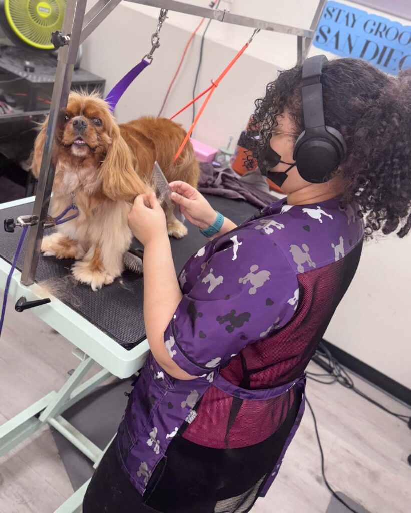 Dog grooming San Diego