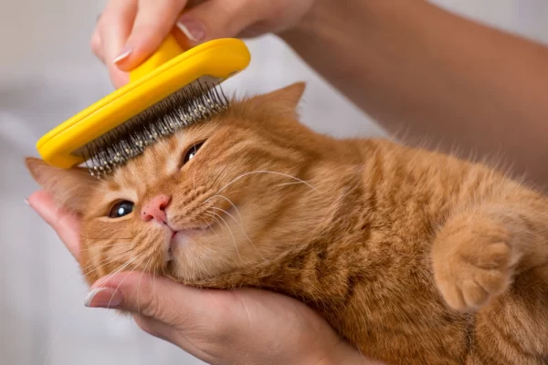 cat-brushing